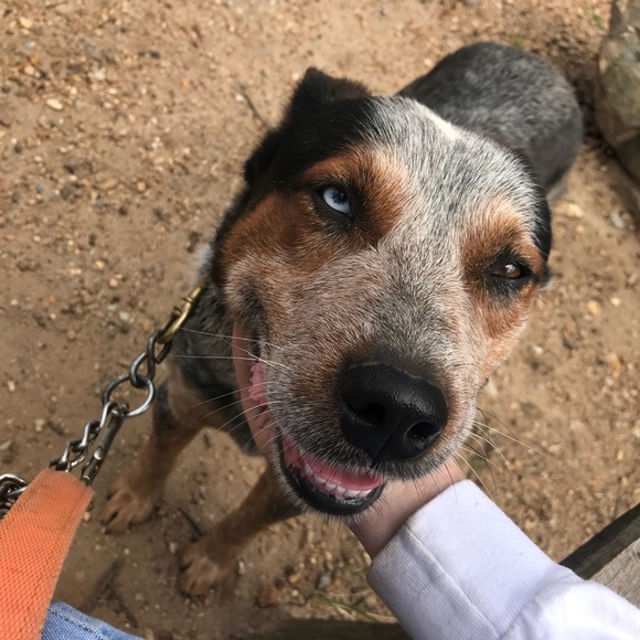 Meet your Posher, Cassee - Picture 8 of 8